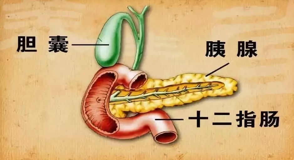 沈阳开发区医院官网（沈阳经济技术开发区）,胰腺,消化器官